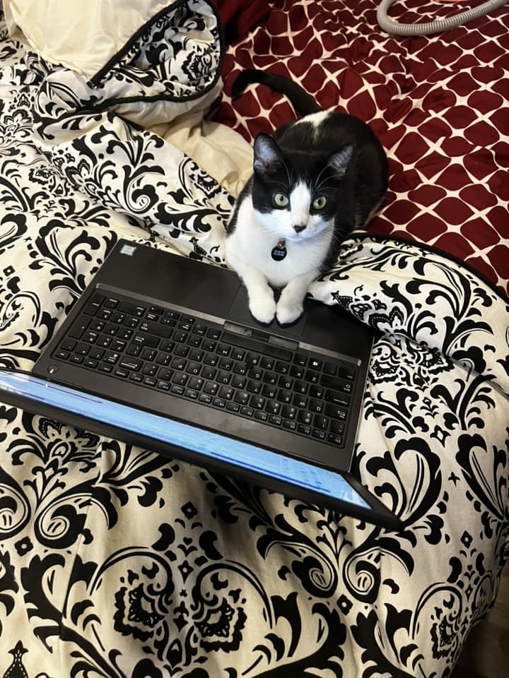 Cat working on computer