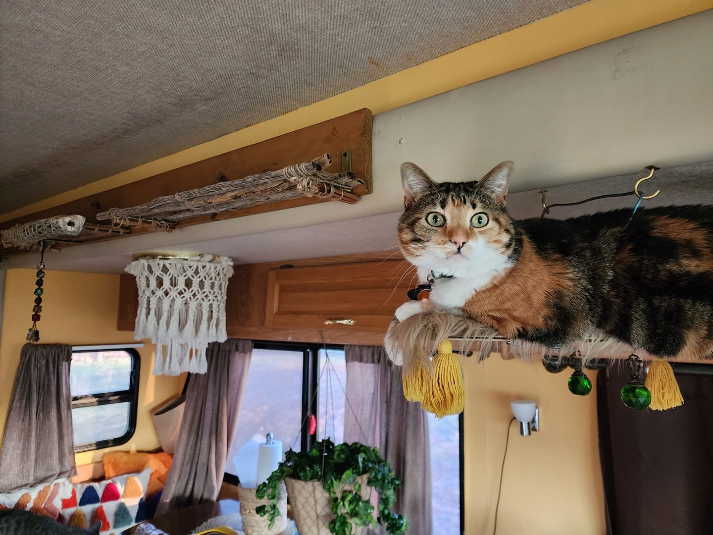 RVing with Cats