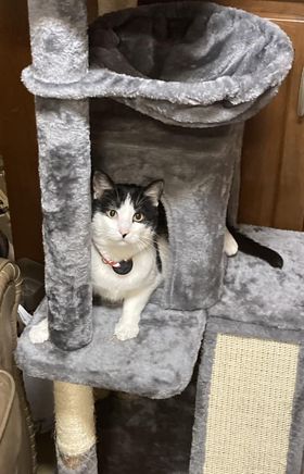 Cat Tree